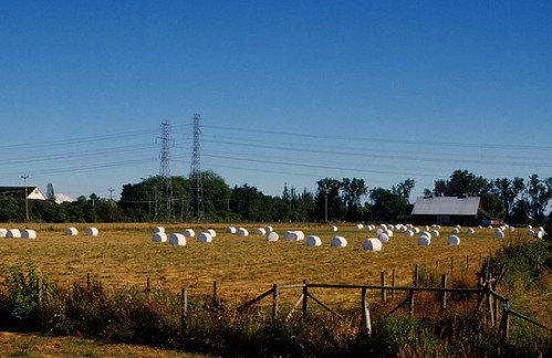 A Marshmallow Farm in Western Washington, captured by Sten Wireout